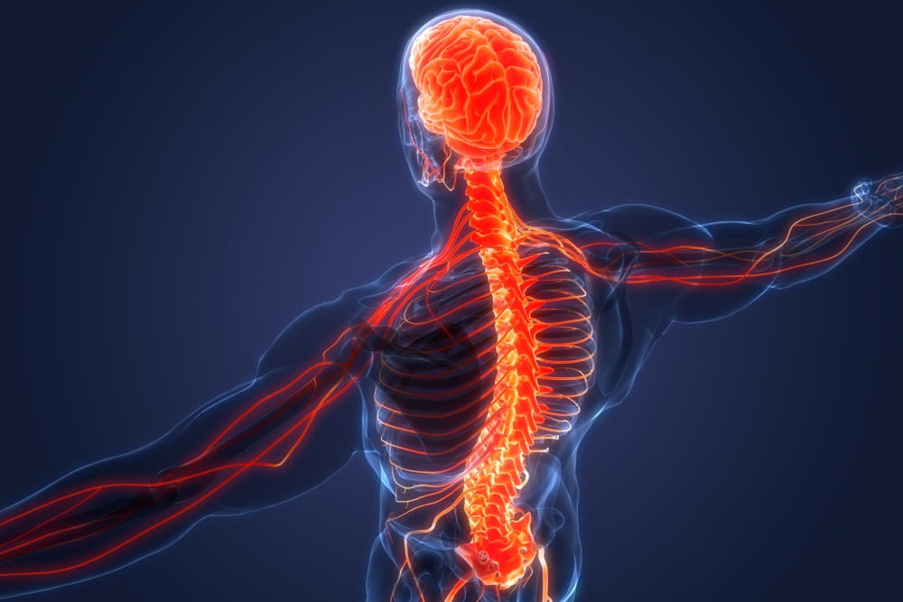 Medula óssea e medula espinhal: saiba a diferença